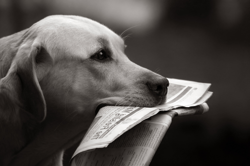 Dog and newspaper